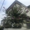 百日紅