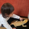 娘の育児記録