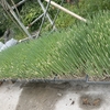 ネギ植え付け