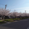 春町・西春町の桜 2014春