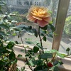 【5/17】人間ドックに行ってきた！