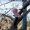 河津桜咲く