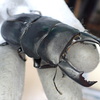 スジブトヒラタ産卵確認！