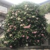 椿