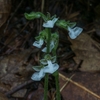 庭や家の周りの花とかキノコなど