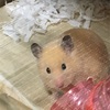 のぞいちゃうよ👀よもぎちゃん🐹