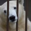 円山動物園　リラ