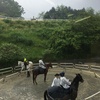 土曜日、雨と馬