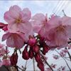陽光桜満開★次のお花がスタンバイ★正ちゃんに庭のお花を