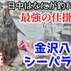 "日中の八景島対岸はなにが釣れるの？ めっちゃ美味しい高級魚釣れた！金沢八景シーパラ前でカワハギ釣り(10/27若潮) ◆刺身◆あら汁作り方" を YouTube で見る