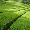 品質の良い二番茶を収穫するために　「遅れ芽摘み」の実施