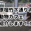 竹下通りで小学生も楽しめる！おすすめ動物カフェ - 猫、犬、マイクロブタ、ハリネズミも