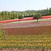世羅で花めぐり遠足