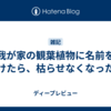 我が家の観葉植物に名前をつけたら、枯らせなくなった話