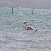 フラミンゴ(Greater/Lesser Flamingo)の群れ