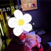 スタバとカクテル　で　親孝行する