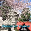 【EAご紹介】Power_of_Japan