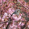 　春の気配・ヒヨドリと河津桜