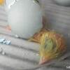 嘴打ち（はしうち）からの… 🐣