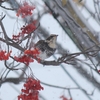 鳥ボウズぎみな日々