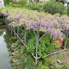 亀戸天神に藤を見に〜