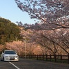 可也山の桜（福岡県糸島市志摩）～山の斜面に沿ってたくさんの桜が咲き誇るスポット