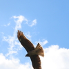 トビ　　最近寝る前に鳥の写真を眺めます