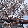 阪神甲子園｜駅前広場を彩る西宮生まれのサクラ「夙川舞桜」🌸