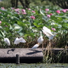 今朝の瓢湖