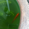ベランダ睡蓮鉢の金魚 エサ増量中