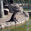 熊本市動植物園の動物たち