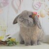 うさぎの飼育にかかる費用は１ヶ月いくら？うさぎのつきの場合を計算してみた