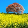 佐賀県武雄市『馬場の山桜』