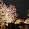 偕楽園で行われた「夜梅祭」に行ってきた。