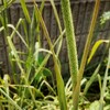 初・出穂…チモシーを育てる