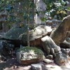  月照寺の亀