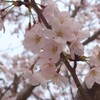 春の桜に思うこと。