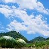 甘くて美味しい♬泉南市金熊寺の大玉スイカ🍉❣️