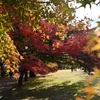 🍂小石川植物園　最新の紅葉の様子です😊