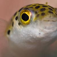 ミドリフグとは 動植物の人気 最新記事を集めました はてな ミドリフグとは 動植物の人気 最新記事を集めました はてな