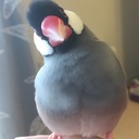 文鳥ぴっちゃんのブログ