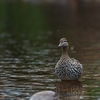 鴨鳥の遊ぶこの池に･･･巻第4-711～713