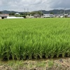 趣味的鉄道旅・・・帰りは特急サザンで。