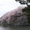 彦根城お濠の桜