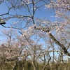 今年の桜