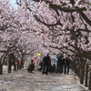 赤いガクが反っているのでたぶん杏（アンズ）の花畑☆中国河南省開封市で花の精の撮影会