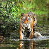 Know About Kanha National Park