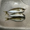 釣ったアジをフライにして飲みのつまみにする贅沢