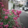 Zeiss Distagon ZM on α7Rlll初持ち出し