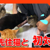 先住猫と子猫が初対面！子猫と成猫の反応はどうなる！？The kitten meets for the first time!